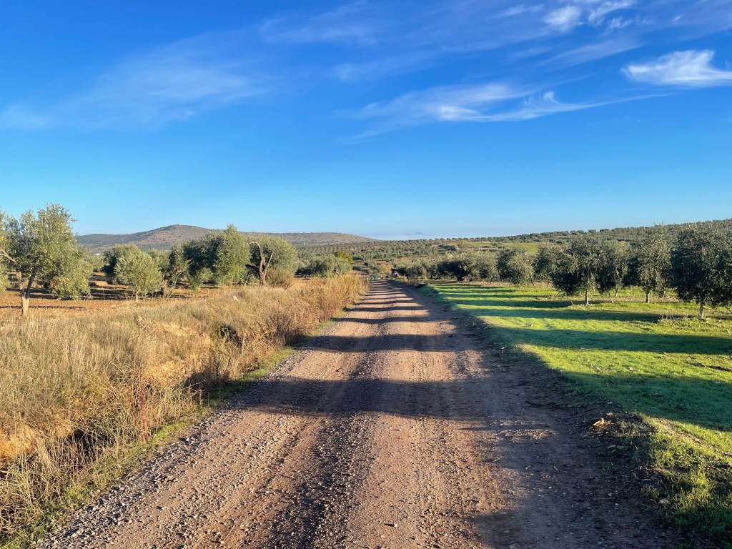 The Via de la Plata path, through fields of olive trees in Spain.