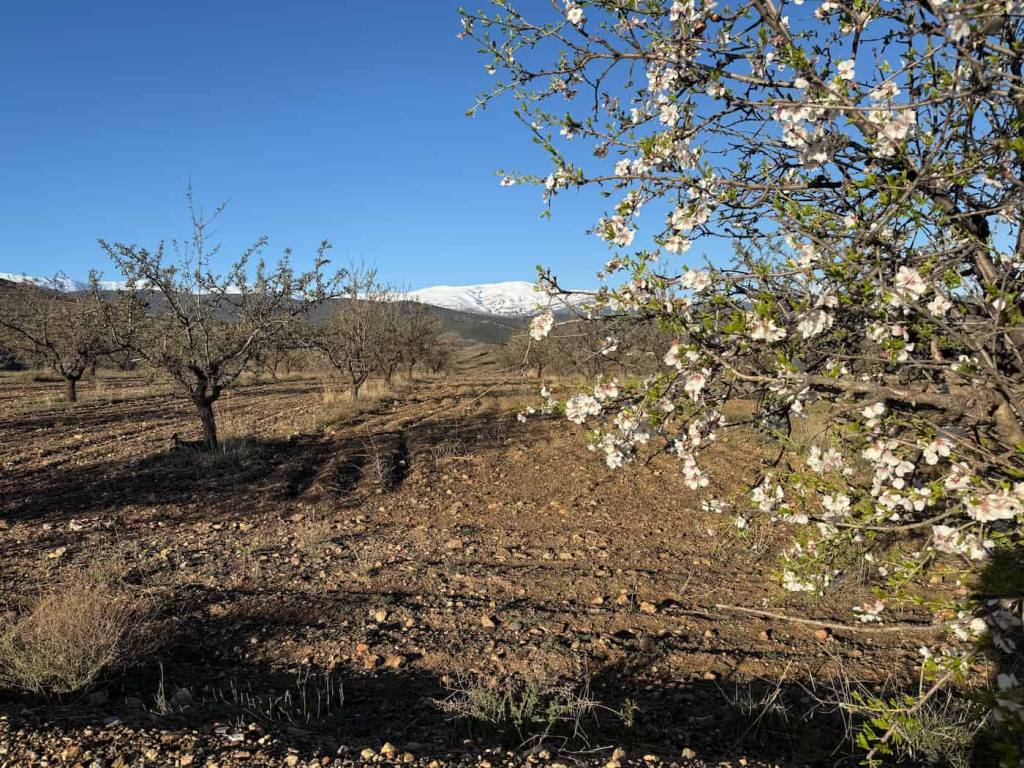Spring blossom contrasts with the snow peaks of the Sierra Nevada in Andalusia, Spain